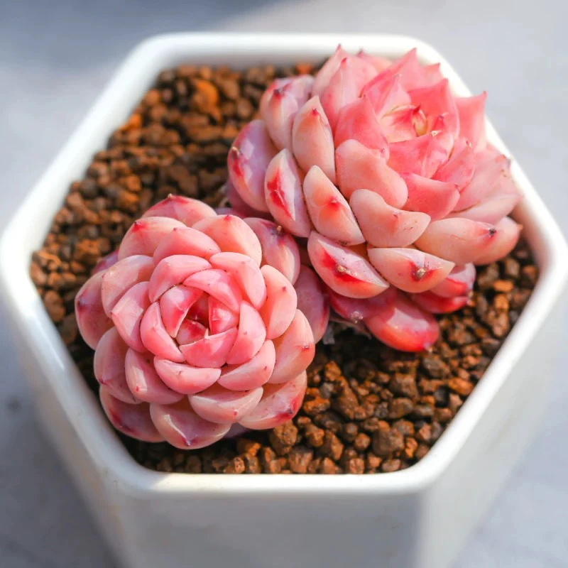 【满9.9包邮】天鹅绒多头6.5cm盆多肉植物以直播间展示为主