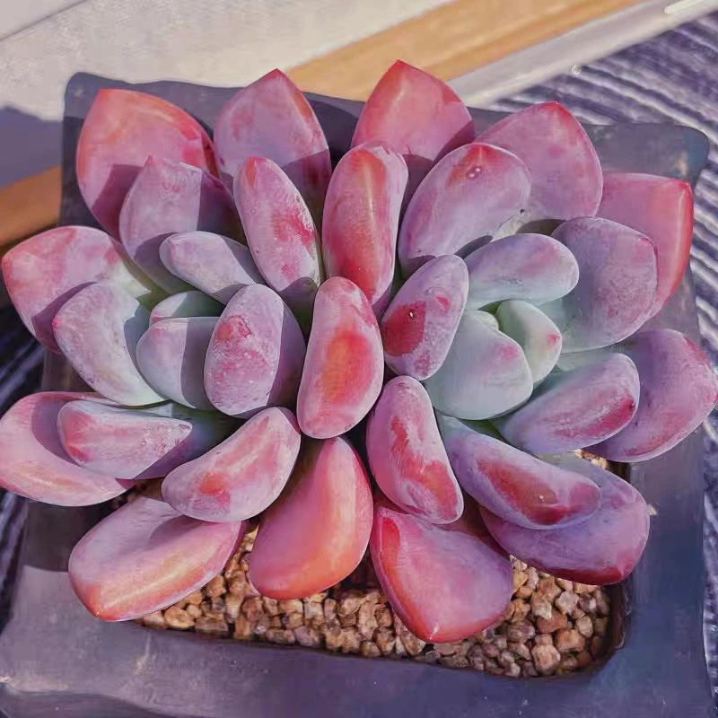 奥普双头8园盆【满9.9包邮】多肉植物以直播间展示为主