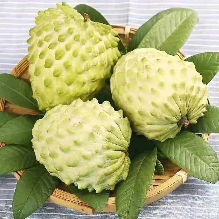云南老树释迦果新鲜采摘多汁皮薄甜糯香甜水果花皮凤梨释迦果