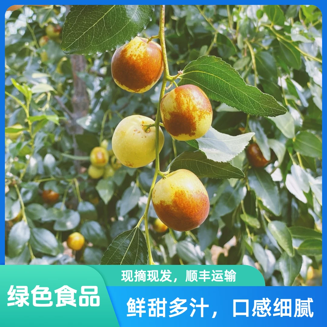 「绿色食品顺丰发货」云南高原现摘现发皮薄肉脆水分充足冬枣2/4斤