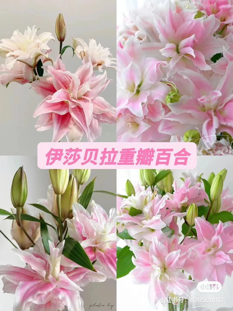 丑莎贝拉百合4把40枝，看好再拍，我想买我不售后