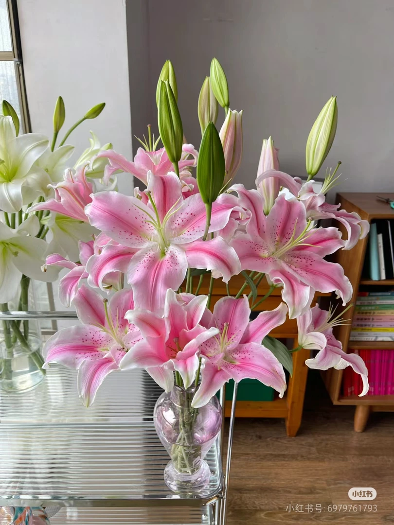 10号杂烩百合混头混品种，我要买我不售后不售后不售后