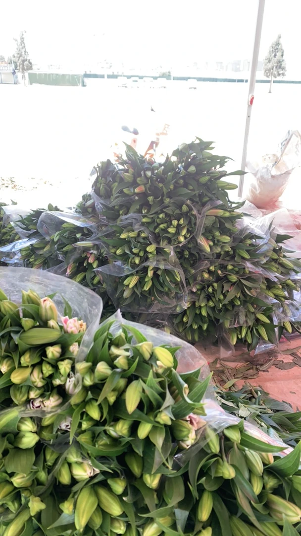 5号罗宾娜百合花1把10枝纯多头，好货看好再拍不售后