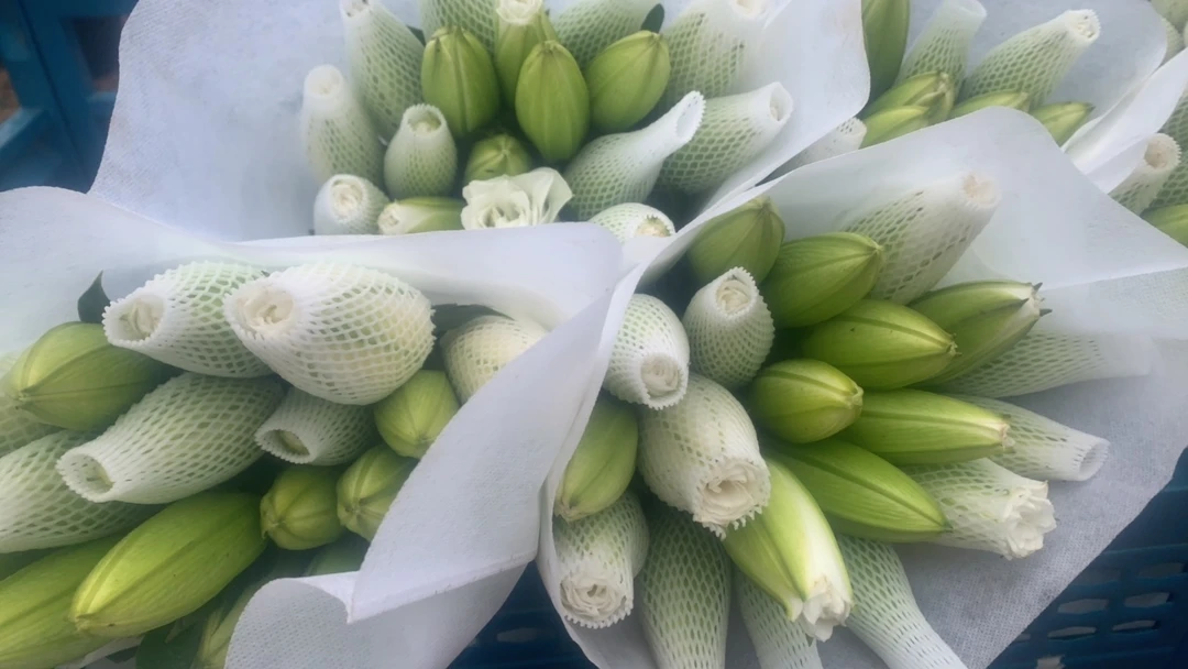 11号不知名重瓣杂烩百合混头，看好再拍不售后