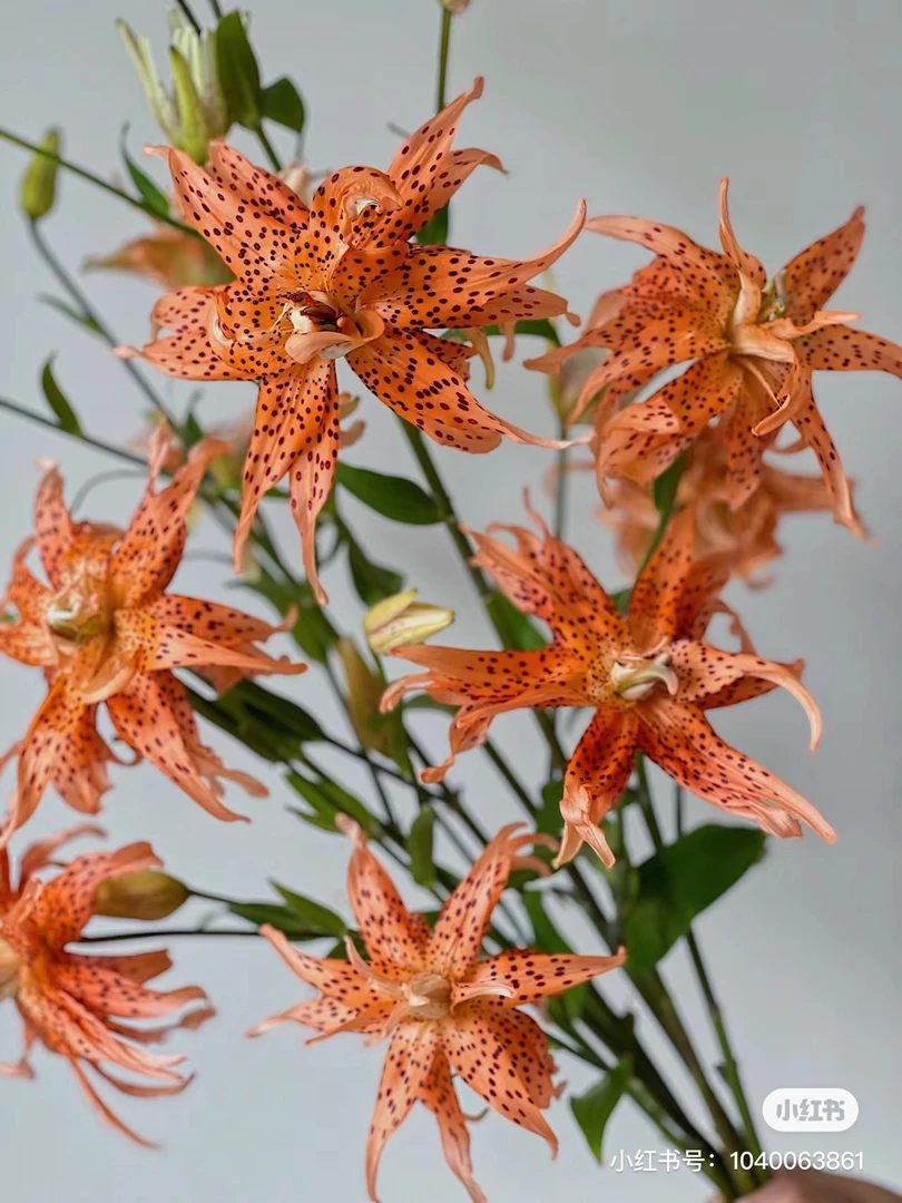 车花虎皮宝宝亚百合没有香味,我要买我不售后