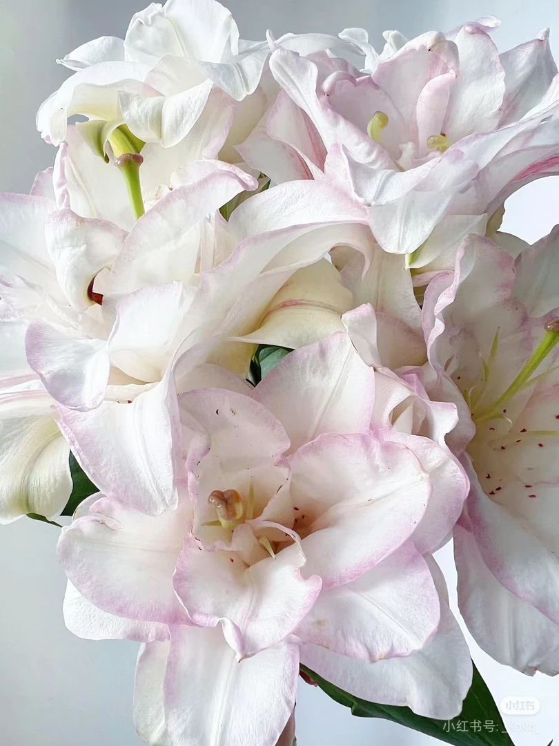 第一家莲花西施重瓣百合花 1把装 混头 我要买我不售后