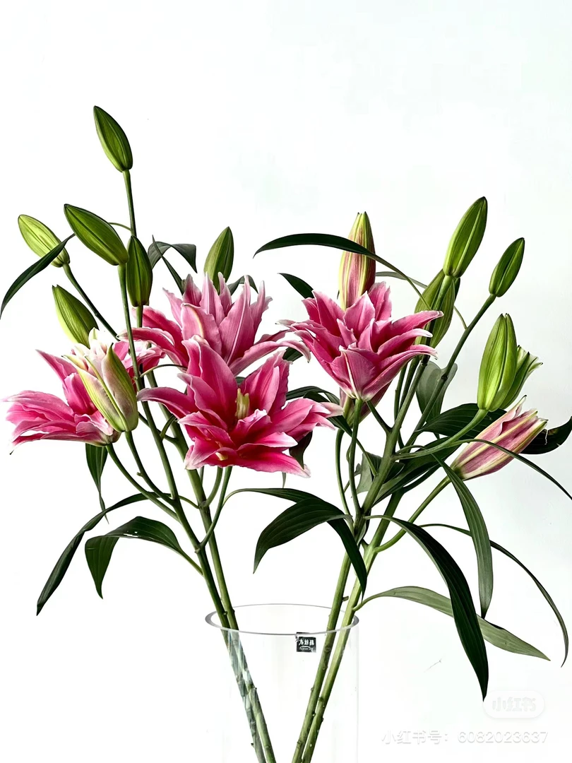 今早下的重瓣百合，1把10枝混头，我要买我不售后
