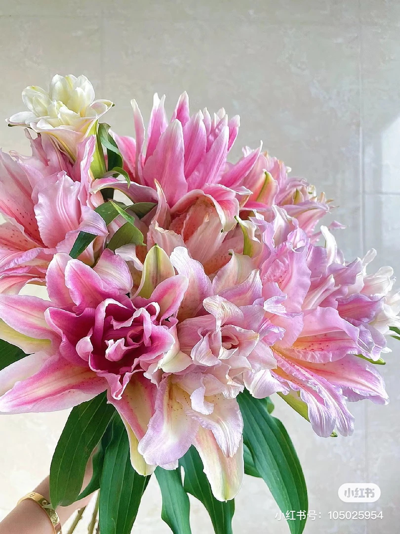 8号戴安娜2头重瓣百合，5℃以下记得拍保温棉不售后