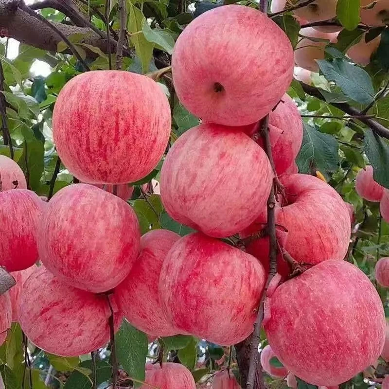 花千芳【苹果树】果苗盆栽地栽矮化嫁接南方北方种植红富士苹果树