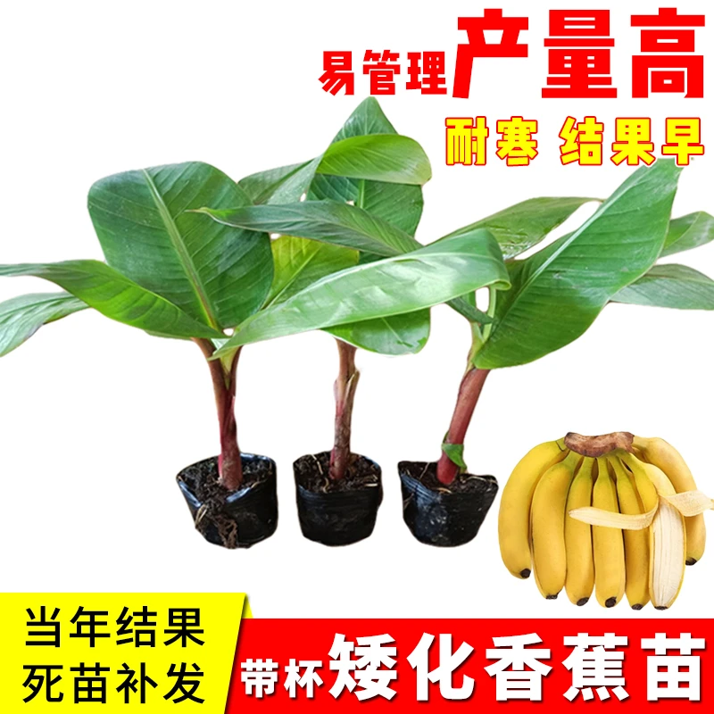 香蕉树苗盆栽地栽芭蕉粉蕉耐寒矮化香蕉苗南方北方四季庭院果树苗