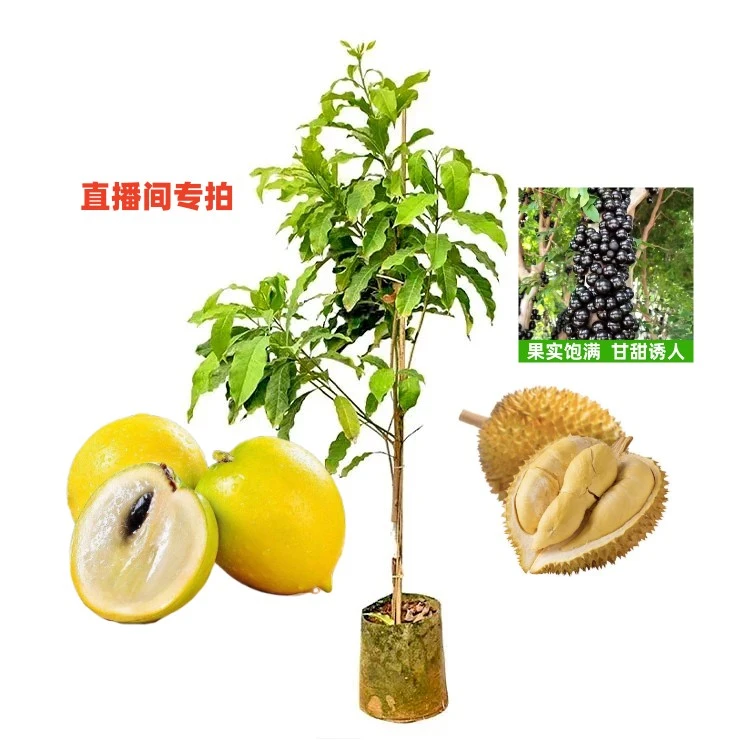 嘉宝果树苗树葡萄苗艾斯卡沙巴四季红妃当年结果盆栽地栽南北方