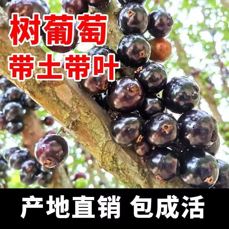 【婷姐】嘉宝果树苗树葡萄果苗四季庭院阳台盆栽地栽种植带土球包邮