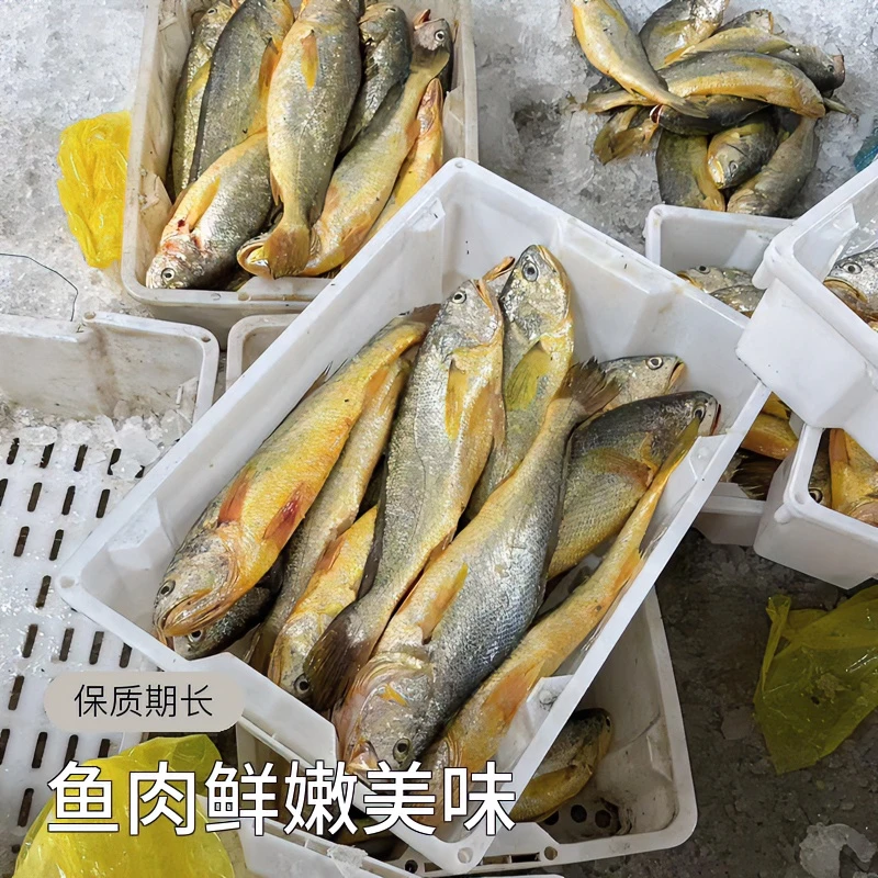 舟山野生大黄鱼海鱼新鲜5-6两/条3斤装鲜嫩美味顺丰包邮
