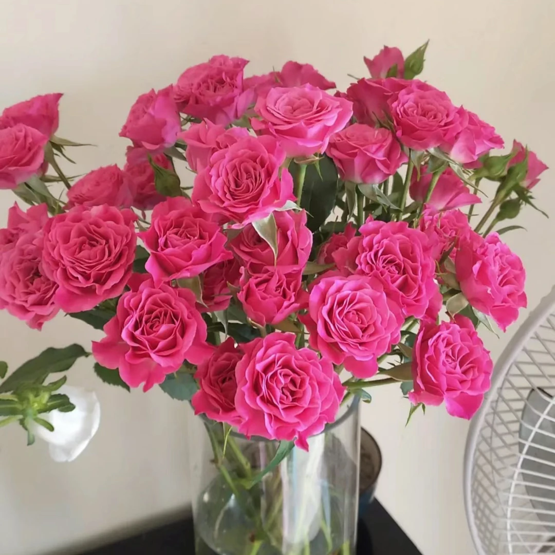 zb【多头桃花笺】新森林高品质多头玫瑰