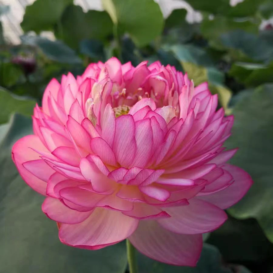 【雨花之恋】种藕大型荷花