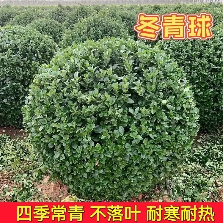 冬青球树苗地栽耐寒植物大叶黄杨球型庭院别墅围墙篱笆树绿化苗木