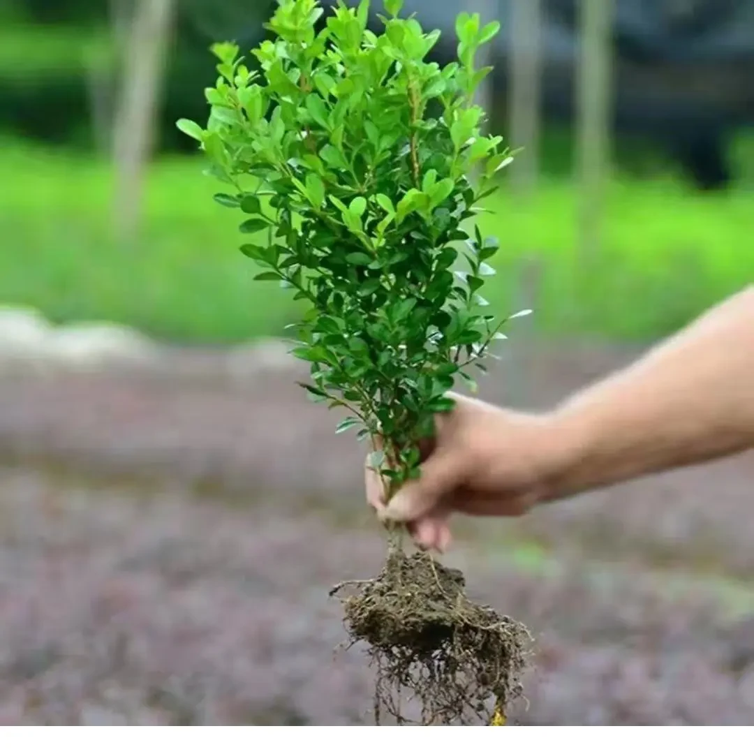 小叶黄杨苗瓜子黄杨苗 黄杨树 四季常青植物耐寒较好地被绿化球形