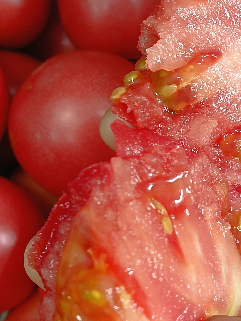 苏北农家老品种番茄田间采摘