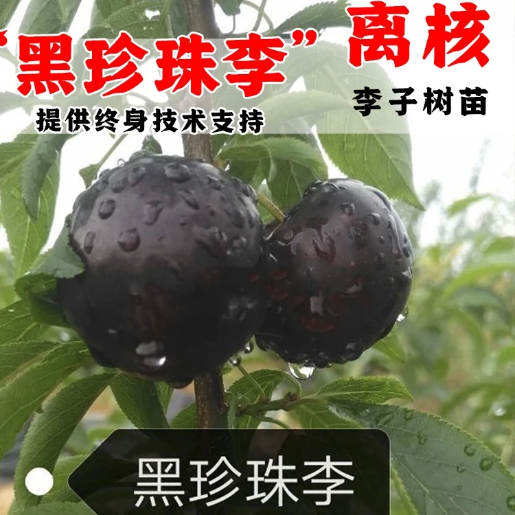嫁接黑珍珠李子树苗离核脆甜爽口李子苗南北方种植当年结果果树