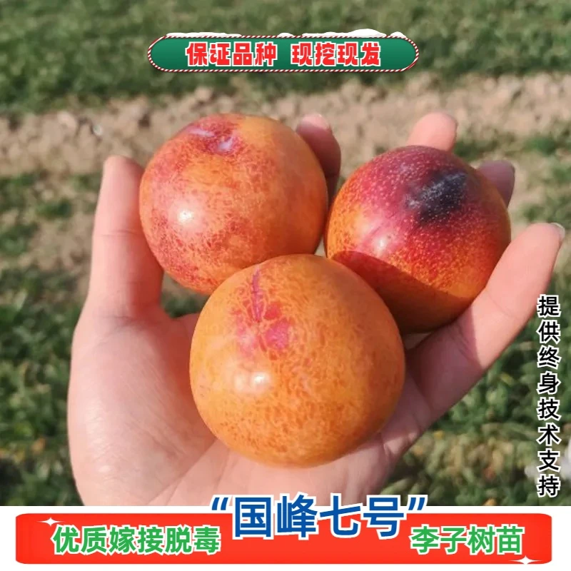 国峰七号李子树苗嫁接晚熟耐寒7号李子果树苗特大脆甜南北方种植