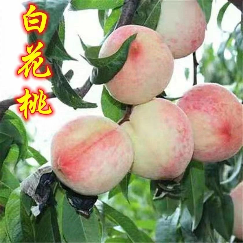 正宗白花桃树苗脆甜桃子树苗嫁接桃树苗南方北方种植当年结果树苗