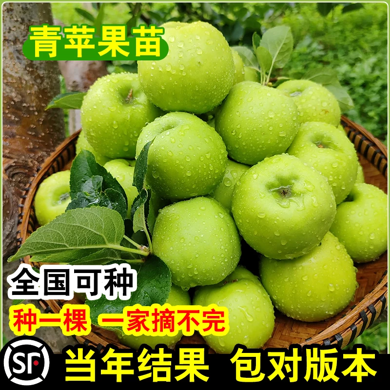 青苹果树苗嫁接苹果苗盆栽地栽阳台庭院南方北方种植当年结果高产