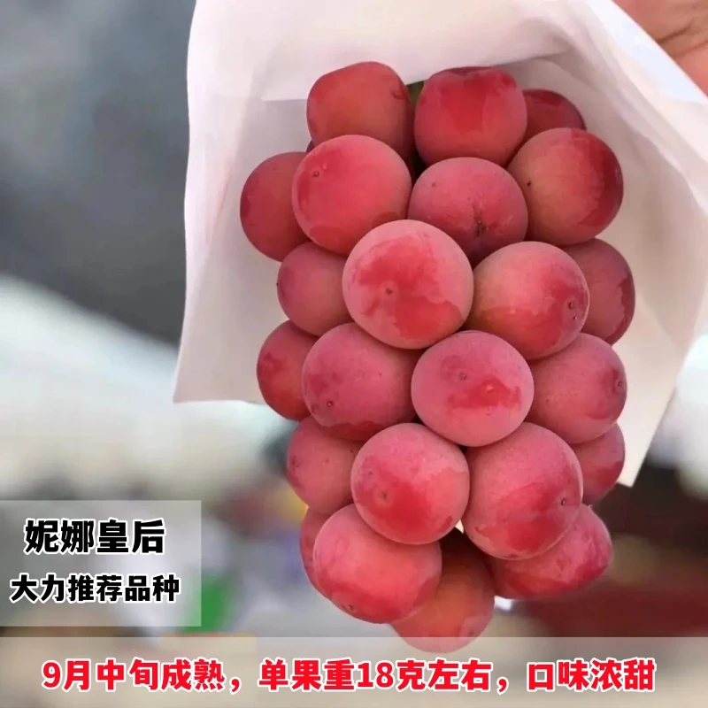 优质嫁接葡萄苗妮娜皇后葡萄妮娜公主女王葡萄树苗当年结果包成活