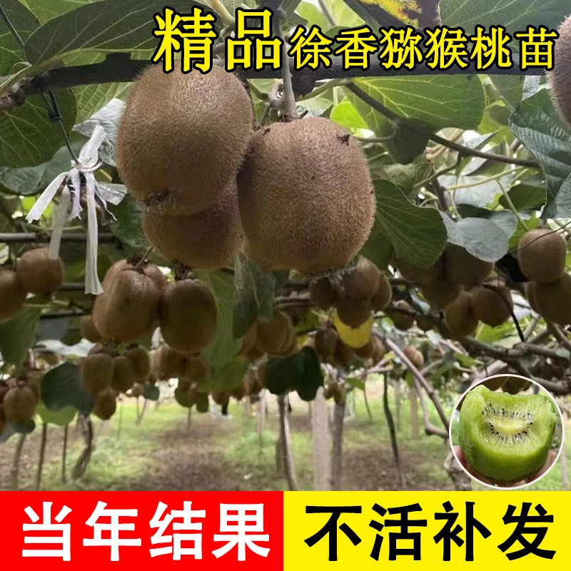 徐香猕猴桃树苗嫁接绿心猕猴桃苗盆栽庭院地栽南北方种植当年结果