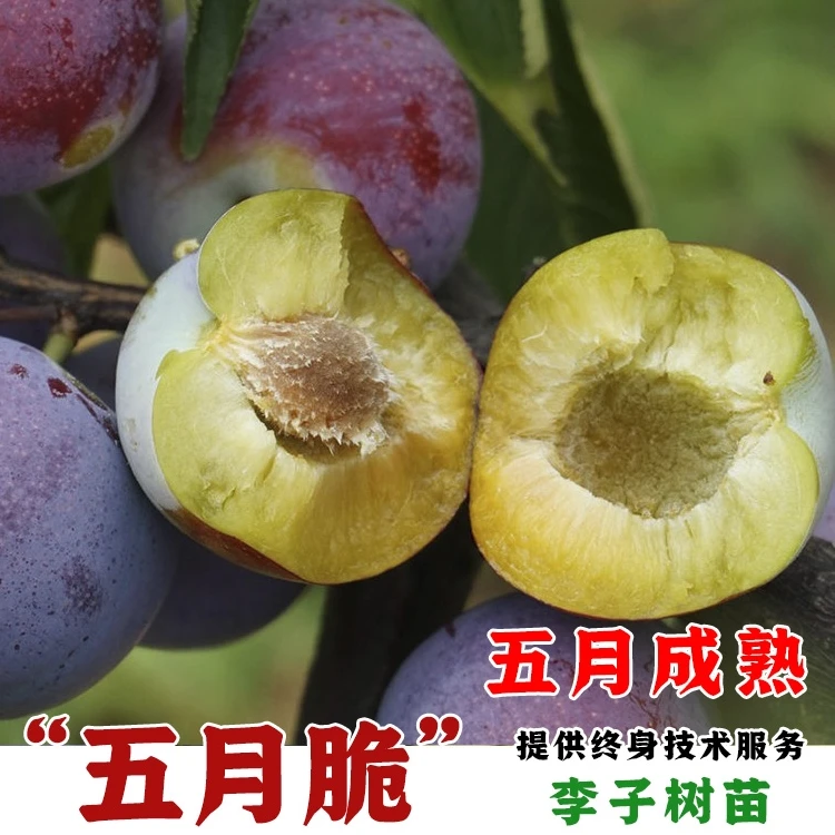 嫁接五月脆李子树苗早熟四川空心脱骨脆甜李子苗当年结果果树果