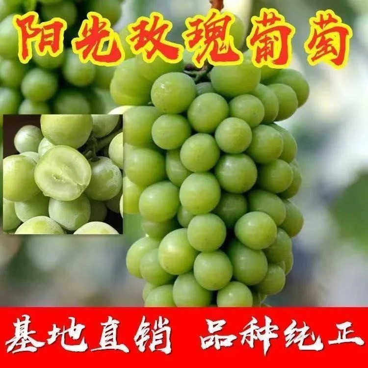 阳光玫瑰无籽葡萄苗果树苗庭院爬藤阳台盆栽带土带叶耐寒包成活