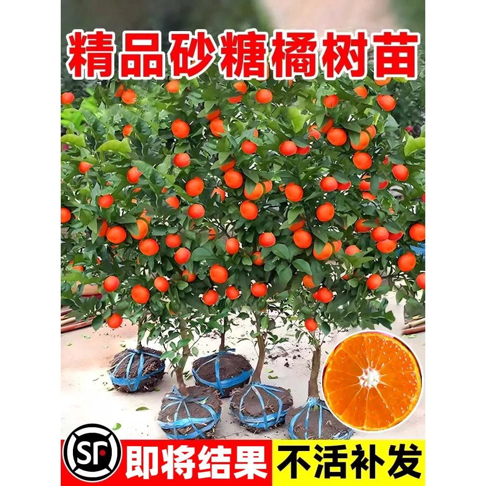 沙糖桔树苗地栽盆栽南方北方种植橘子树苗柑桔苗嫁接砂糖橘