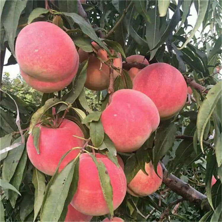 水密桃树四川龙泉水蜜桃嫁接桃树苗盆栽地栽南方北方种植当年结果