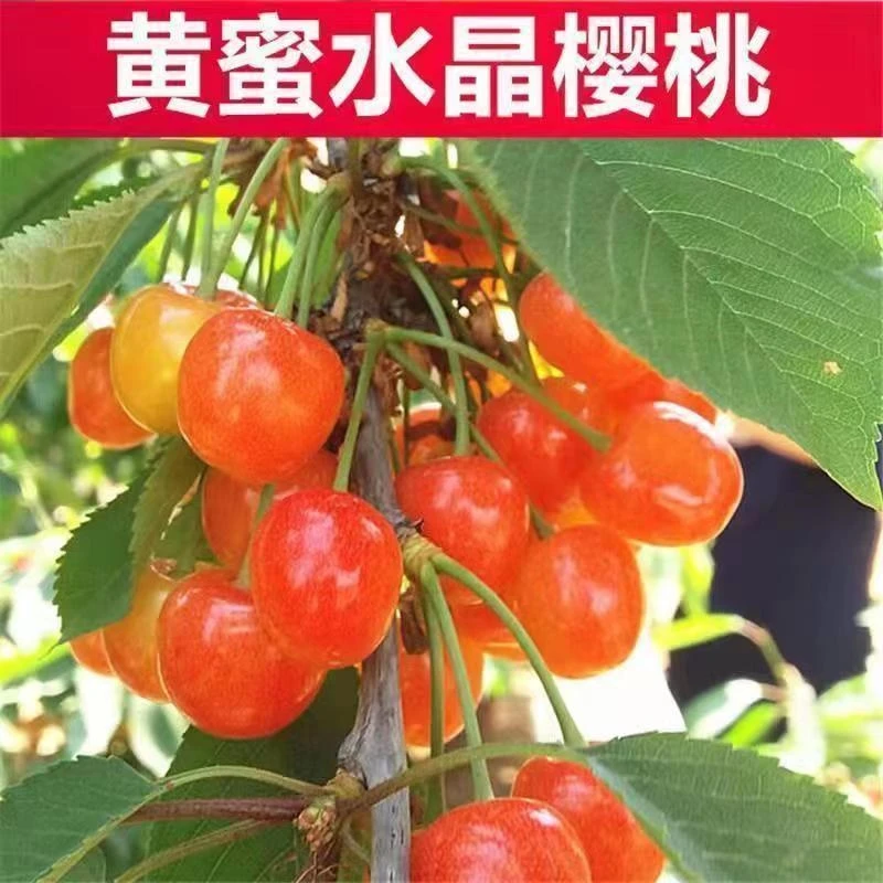 正宗大樱桃树苗甜樱桃黄蜜水晶黄樱桃苗四川樱桃苗南方北方种植