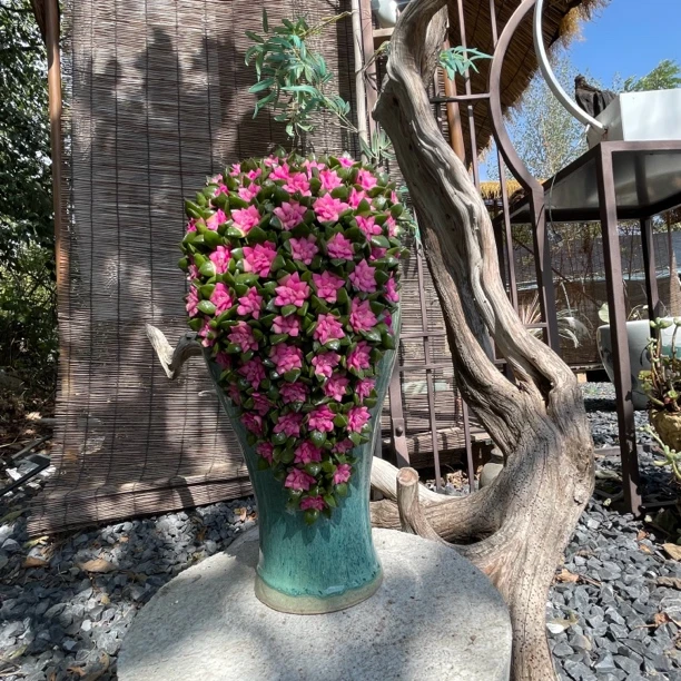 景天造景【紫气东来】多肉盆景室内盆栽室外彩色肉肉植物送礼物003