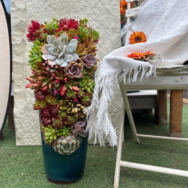 景天造景【繁华似锦】多肉植物大盆彩色精品多肉大盆景庭院高端礼物