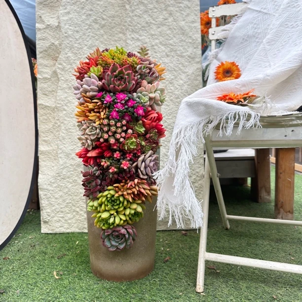 景天造景【花团锦簇】彩色多肉植物悬崖造型盆景精品阳台绿植大盆景
