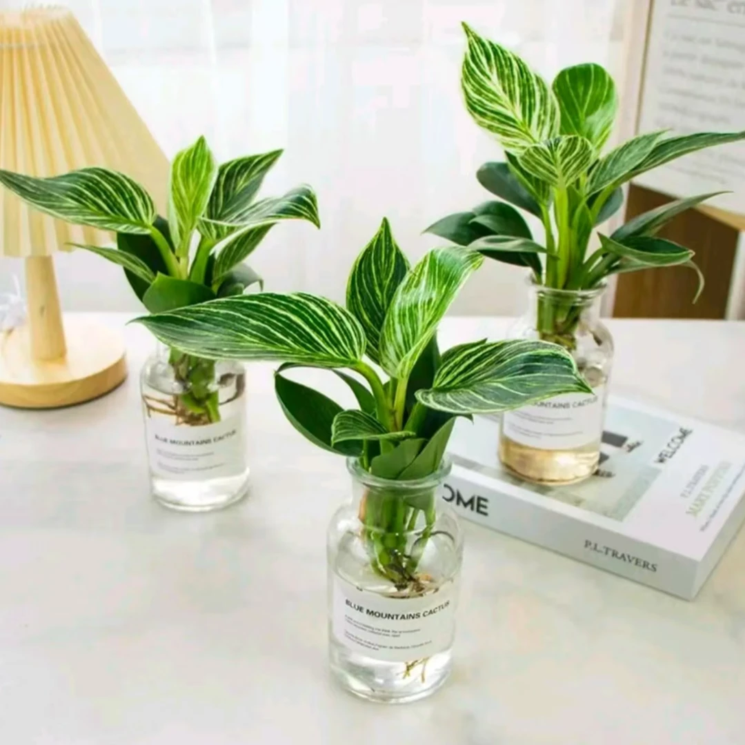 铂金钻水培植物室内客厅卧室好养易活网红懒人花卉盆栽室内绿植