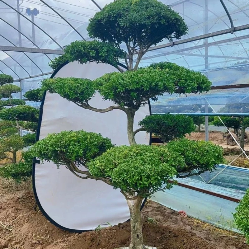 精品黄杨树苗小叶黄杨瓜子四季常绿冬青庭院室内树苗植物耐寒