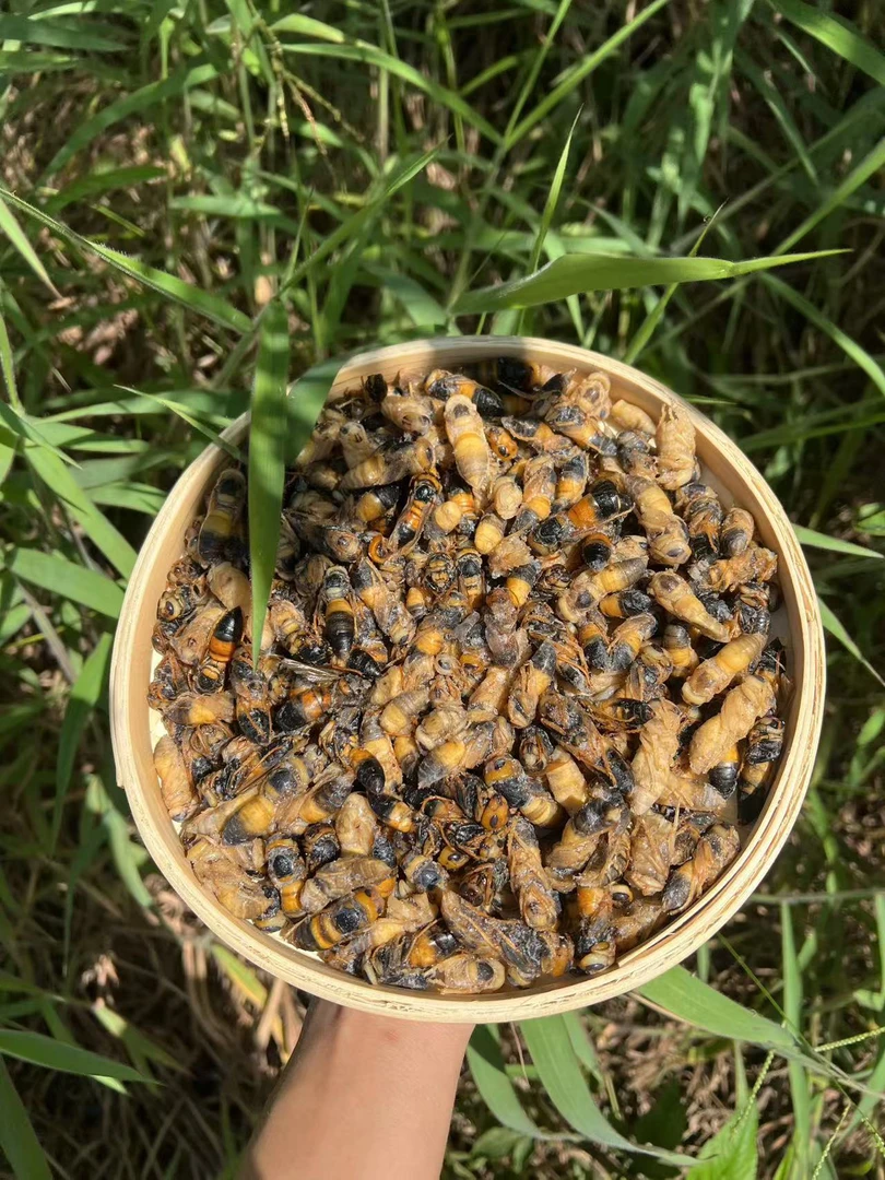 云南蜂蛹哀牢山大森林生态蜂黄土夹黑黄蜂蛹