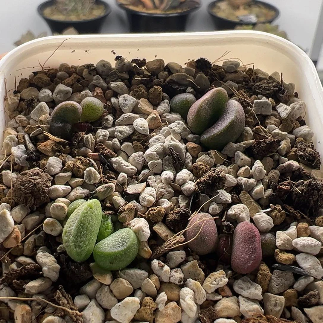 实生水泡1年苗4棵