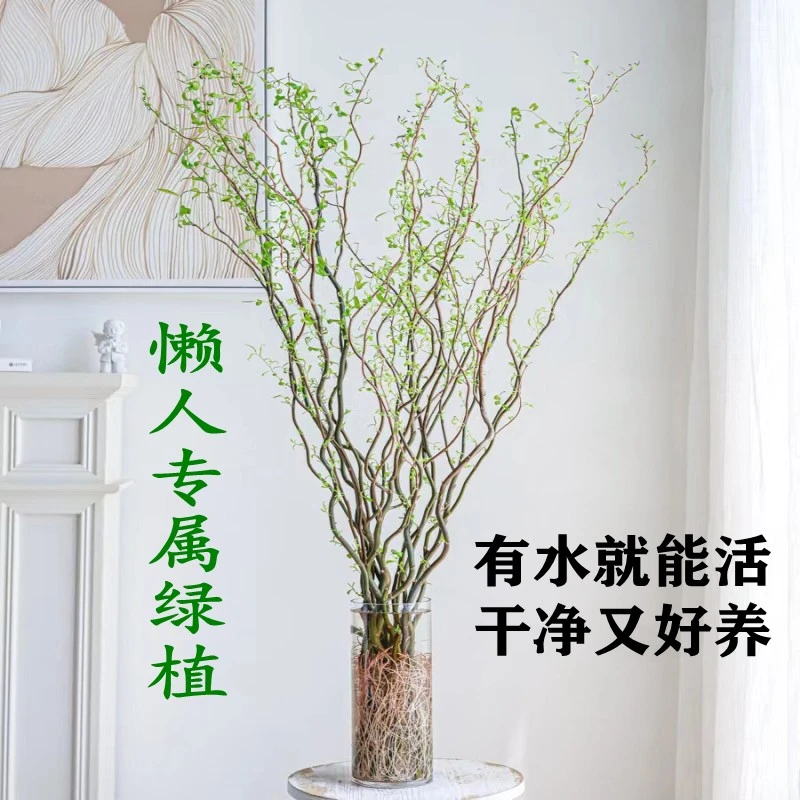 国风鲜支龙柳水培植物室内客厅装饰落地桌摆装饰四季好养遇水发芽
