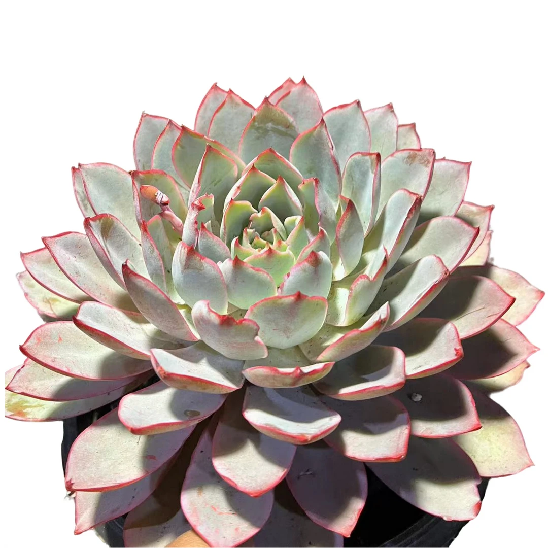 精品多肉植物   赫拉