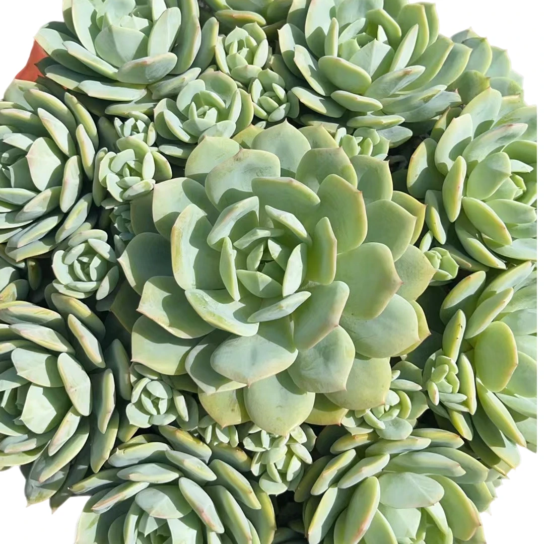 精品多肉植物   恋曲