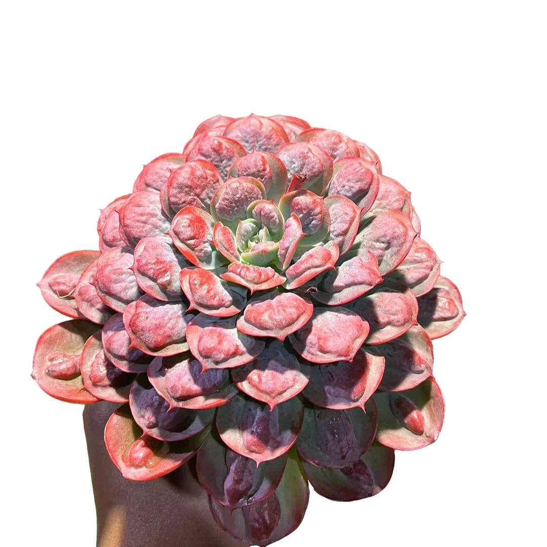 精品多肉植物  雨滴