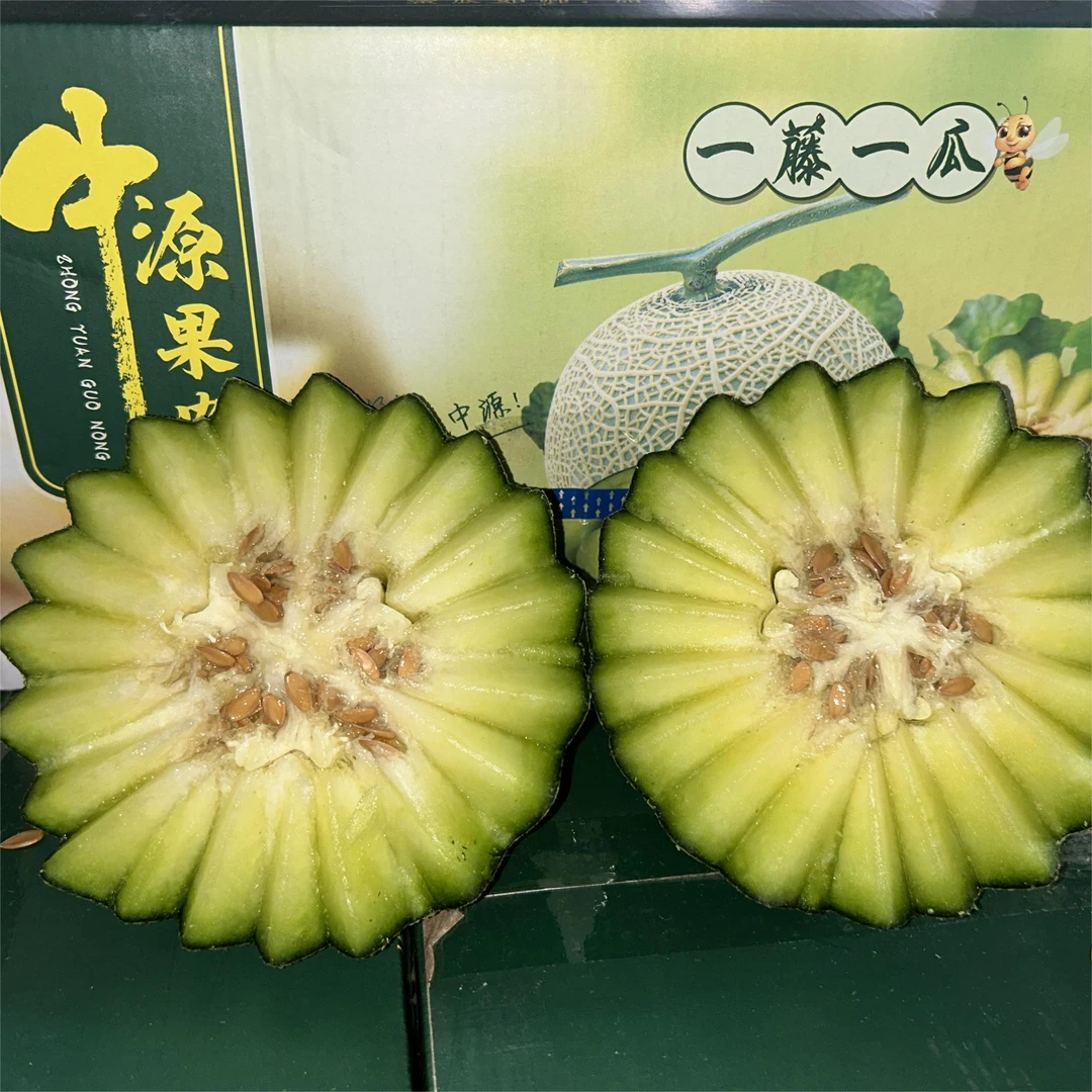 【带勺子 京东】山东海阳网纹瓜 精选2枚装