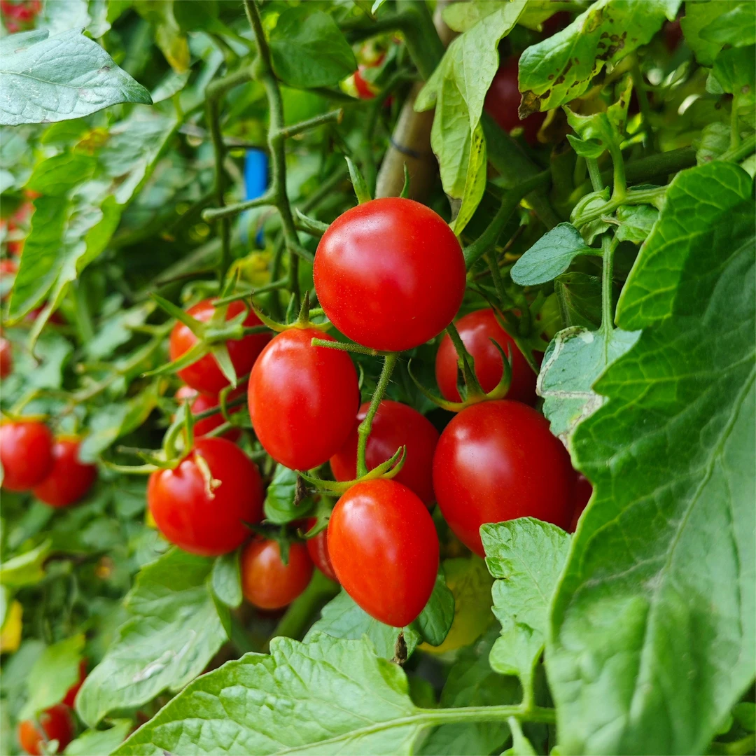 【顺丰 预售】广东电白千禧小番茄 净重3斤 新鲜采摘