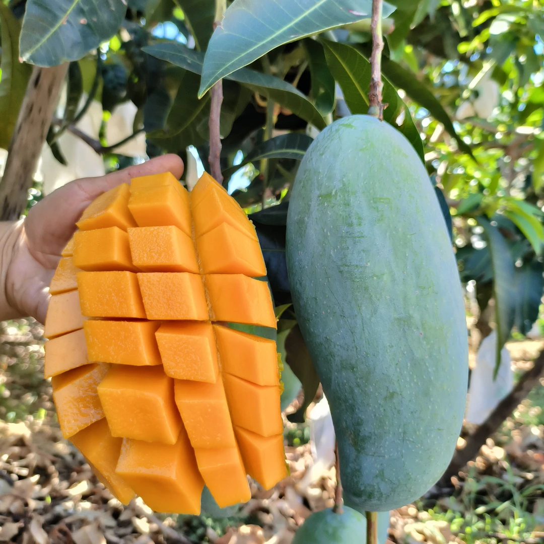 【中通 催熟放软食用】四川攀枝花青皮金煌芒果（超甜芒）
