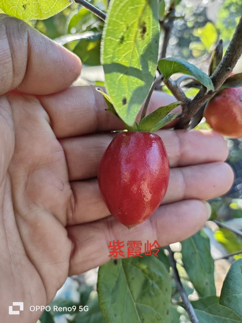 老鸦柿品种桩，苗，一物一拍用