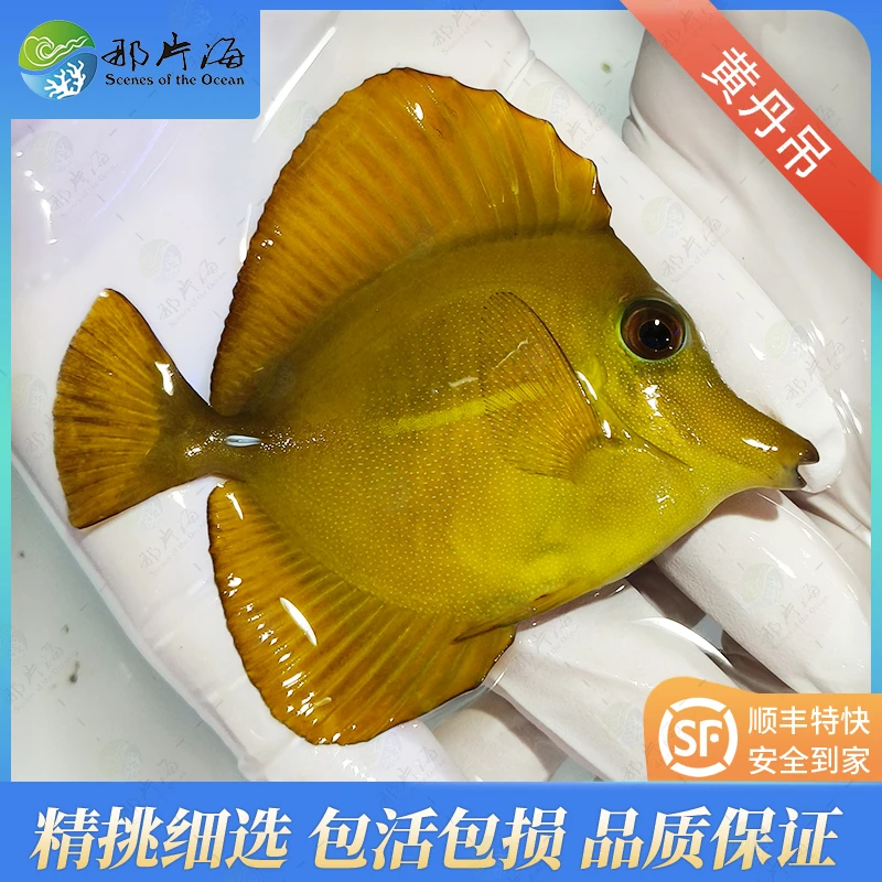 黄丹吊  海水鱼观赏鱼