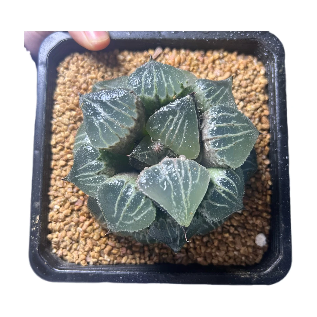 母本春雷寿新手好养名品多肉带原盆土发货